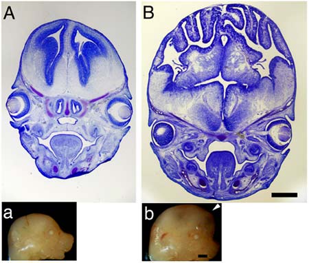 Cross-sections of mouse