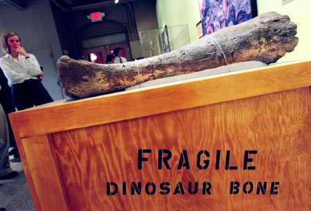 Leg bone of a dinosaur
