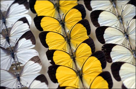 Australian butterflies