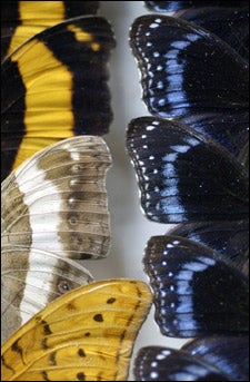 australian butterflies
