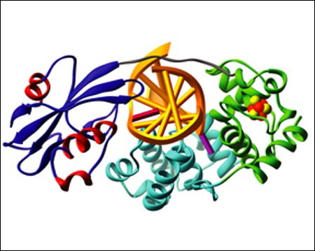 diagram of enzyme repairing damaged