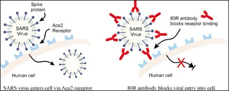 diagram of SARS virus blocked by antibody