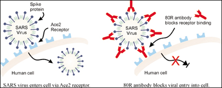 Virus-blocking solutions