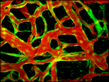 expanding blood vessels, after