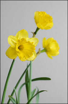 daffodils