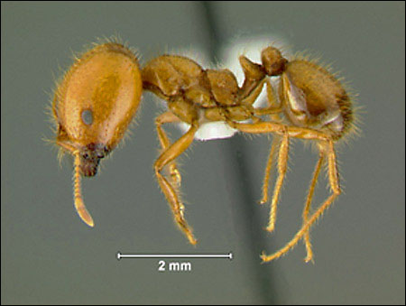 Pheidole