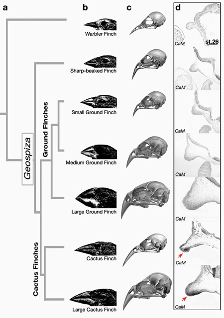 Diagramme des pinsons