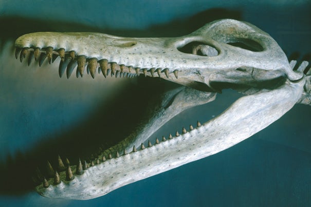 The Harvard Museum of Natural History's famous 42-foot Kronosaurus queenslandicus skeleton — the head of which is shown here — is an example of a sauropterygian. Scientists now say that species like this one thrived in the world's oceans millions of years ago after evolving genetic sex determination and live-born young. 
