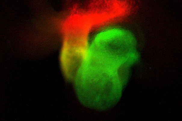Genetic modification of the mouse embryo allowed for the color-coding of different parts of the heart with green, red, or both green and red (shown in yellow).