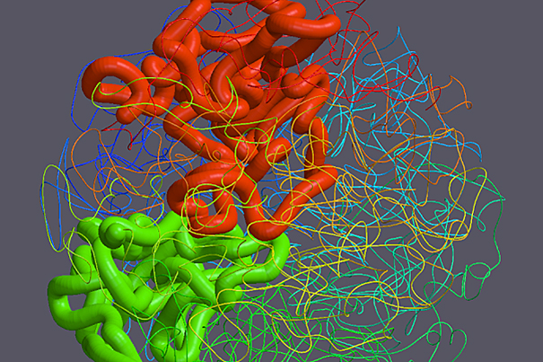 A contiguous stretch of DNA chain inside a fractal globule packs into a compact, unknotted structure, making it easy to pack and unpack.
