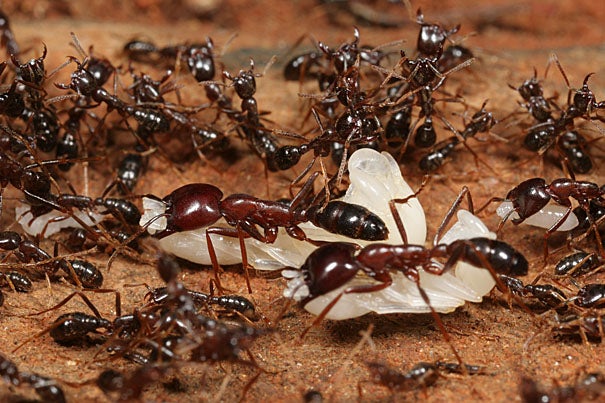 Army ants are nomadic and colonies emigrate frequently. This picture shows workers of Dorylus molestus that carry white pupae in a colony emigration at Mount Kenya.
