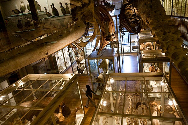 Full-size whale skeletons (below) hang from the ceiling of the renovated Hall of Mammals.