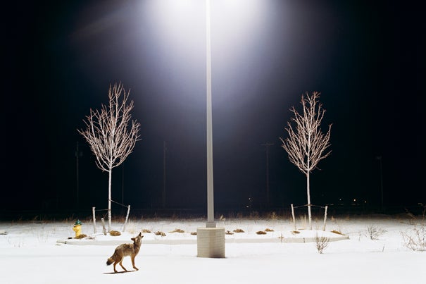 In Stein’s photos, taken in the small Pennsylvania town of Matamoras and on display in a new exhibit at the Harvard Museum of Natural History, nature comes right up to the door ... or parking lot, as in the photograph titled "Howl."