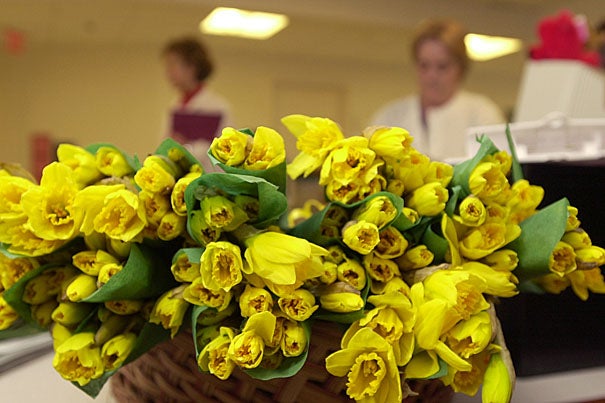 Harvard kicks off Daffodil Days this month. The Harvard community can order through more than 100 area coordinators in various departments and Schools.