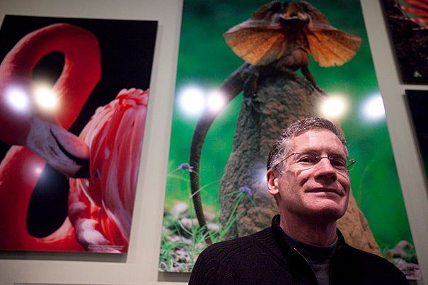 (Cambridge, MA - January 27, 2010) - Jonathan Losos, Monique and Philip Lehner Professor for the Study of Latin America and Curator in Herpetology visits the Language of Color exhibition at the Harvard Museum of Natural History at Harvard University. Behind him is Jean-Paul Ferrero's photograph of a Frilled Lizard (center). Staff Photo Kris Snibbe/Harvard News Office