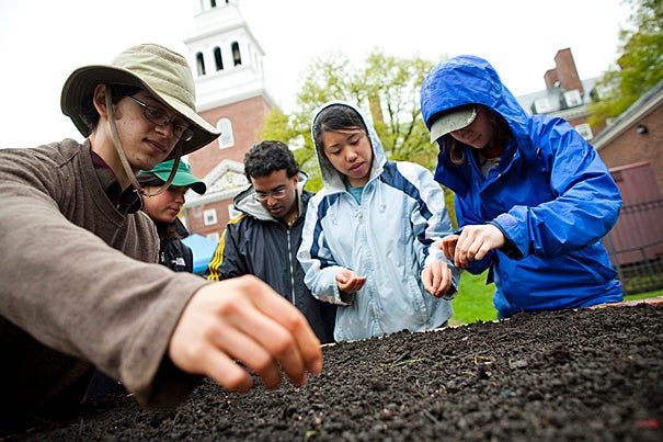 Josh Wortzel '13, Susan DeWolf '10, Prateek Kumar '11, Tina Liu '11, and Patricia Levi '12 plant seeds and bulbs in the Harvard Community Garden. The plot in front of Lowell House — 560 square feet of growing space — is a lesson in local food and sustainability that matches the University’s environmental ethic, said Zachary Arnold ’10. “Our tagline is: a beautiful and productive space.” 