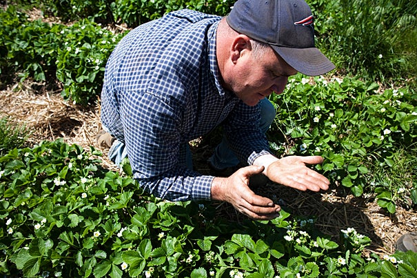 Fresh and local produce from Ward's Berry Farm contributes to the meals served at Harvard. Jim Ward (pictured) runs the farm in Sharon, Mass.