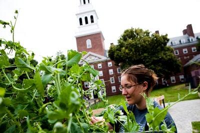 Emily Osborne '12 harvested snow peas during the first community workday at the new Harvard Community Garden on Mount Auburn Street.