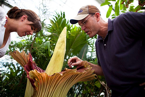 Harvard Herbaria's titan arum plant flowers for the first time in the greenhouse at the Biological Labs. This very charismatic species, native to the rainforests of Sumatra, is relatively rare in cultivation. Ron Clouse, Ph.D. '10, inspects the plant with  Stephanie Aktipis, Ph.D. '09.