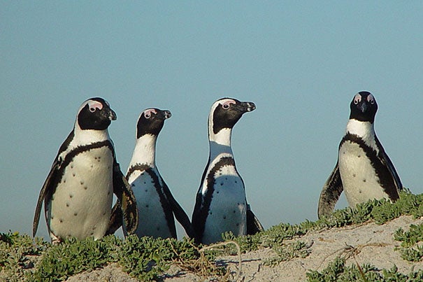 The Earthwatch Institute in Allston will feature a talk titled “Saving the Penguins of Robben Island, South Africa."