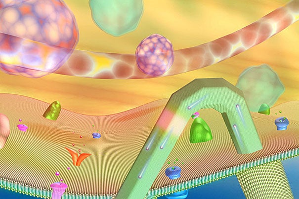 A new device, small enough to be used for sensitive probing of the interior of cells, has been developed by Harvard chemists and engineers. In this illustration, a kinked nanowire electronic sensor probes the intracellular region of a cell. The two-terminal device has a 3-D and flexible structure with the key nanoscale transistor element synthetically integrated at the tip of the acute-angle nanowire nanostructure. 
