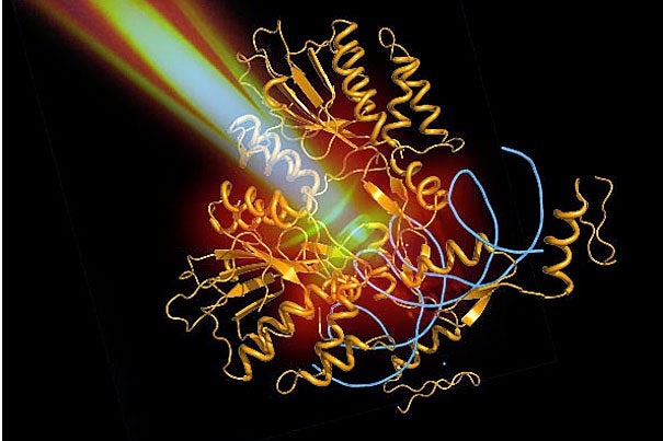 Zinc finger proteins (in orange) bind to specific sequences in the DNA of cells (in blue), and are used to position light-sensitive regulators of gene expression next to genes of interest. The research — by Paola Arlotta, J. Keith Juong, and Feng Zhang — is among several projects being conducted at Harvard to receive NIH Transformative/New Innovator grants.
