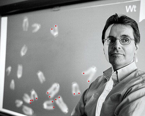 Researchers led by Ronald A. DePinho (above), a Harvard Medical School professor of genetics, say their work shows for the first time a dramatic reversal of many aspects of age-related degeneration in mice, a milestone in aging science achieved by engineering mice with a controllable telomerase gene. The projection of chromosomes seen here shows telomeres (highlighted in red) on their ends. 