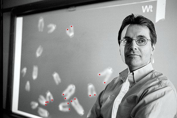 Researchers led by Ronald A. DePinho (above), a Harvard Medical School professor of genetics, say their work shows for the first time a dramatic reversal of many aspects of age-related degeneration in mice, a milestone in aging science achieved by engineering mice with a controllable telomerase gene. The projection of chromosomes seen here shows telomeres (highlighted in red) on their ends. 