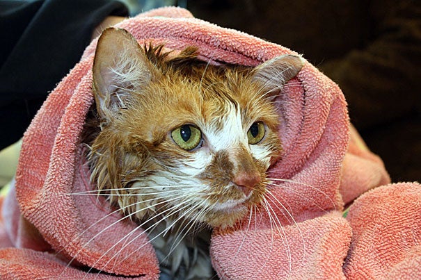 Earlier this year, Grandma Moses (pictured) was rescued from a submerged cat carrier in the Charles River. She was cared for at the MSPCA-Angell before being adopted. Founded in 1868, MSPCA-Angell is the second-oldest humane society in the United States. 