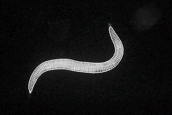 The CoLBeRT (Controlling Locomotion and Behavior in Real Time) system for optical control of freely moving animals, in this case the millimeter-long worm C. elegans, "allows us to commandeer the nervous system of swimming or crawling nematodes using pulses of blue and green light — no wires, no electrodes,” says Aravinthan D.T. Samuel, a professor of physics and affiliate of Harvard’s Center for Brain Science.