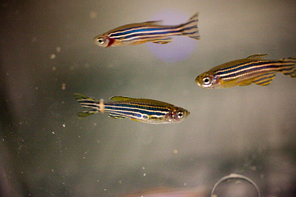 A new study “provides a proof of principle that adult kidney stem cells exist in nature and that treating renal disease with a stem cell-type therapy is theoretically possible,” said Alan J. Davidson, a professor at Harvard Medical School when the work was conducted. 