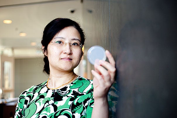Harvard Assistant Professor of Biology Yun Zhang led a team of researchers on an effort to train thousands of roundworms in her lab to avoid pathogenic bacteria, Pseudomonas aeruginosa, that made them sick. 