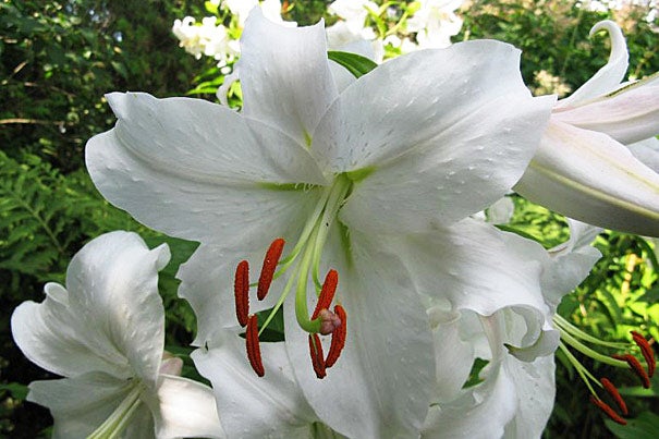 The asiatic lily's graceful geometry invites observational and quantitative study. 