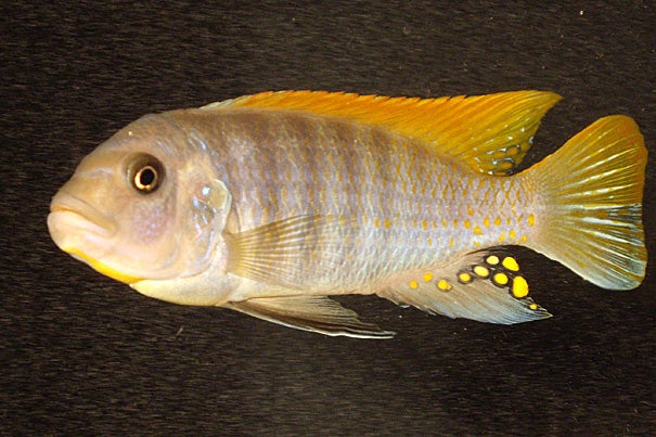 Using a new form of laser imaging device, Brooke Flammang and colleagues at Harvard’s Museum of Comparative Zoology have discovered that “the dorsal and the anal fin make a great contribution to the caudal [tail fin] wake,” and thus are additional propellers, and not just stabilizers. A cichlid swims in the particles that the laser illuminates. 