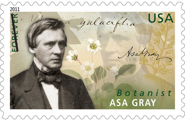 Asa Gray spent a long and fruitful career at Harvard, describing many new species of plants and amassing collections that are housed today in the Harvard Herbaria. The Asa Gray stamp was unveiled at the Harvard Museum of Natural History. 