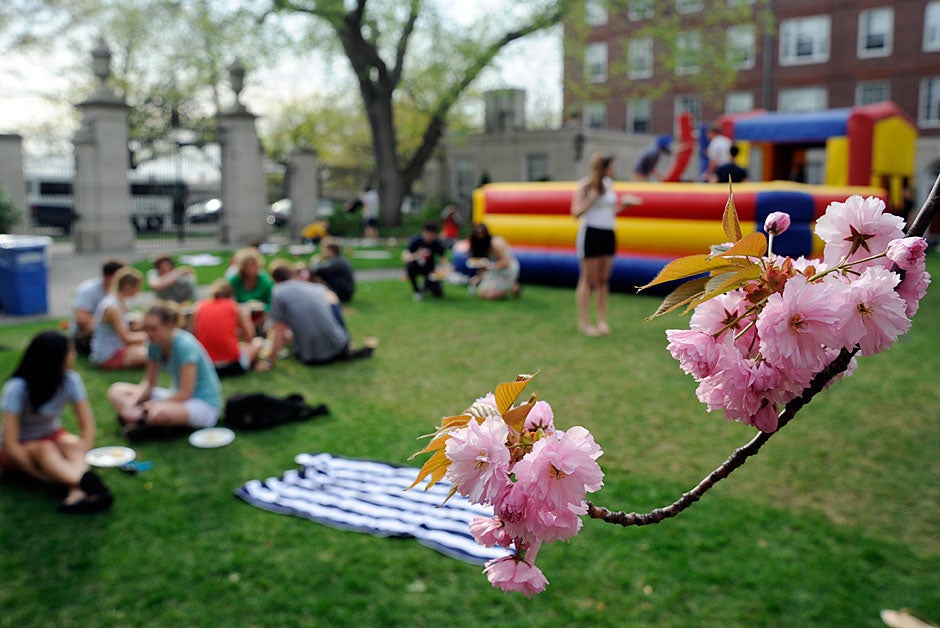 Cherry blossoms frame students dining in the courtyard during the annual goat roast at Dunster House. Jon Chase/Harvard Staff Photographer