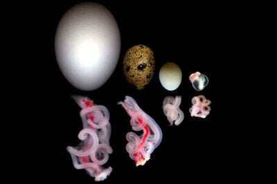 The digestive tracts of chick (from left), quail, zebra finch, and mouse embryos are shown with the mesenteric tissue still attached. The top row shows the relative size of the eggs (or embryo, in the case of the mammal). 