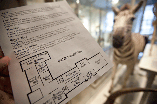 Pick up a “Marauder’s Map” at the Harvard Museum of Natural History through Sept. 5 and follow the clues to find real-life plant and animal counterparts to items such as Harry Potter’s “invisibility cloak,” “animagus,” and “Snape’s Patronus.” 