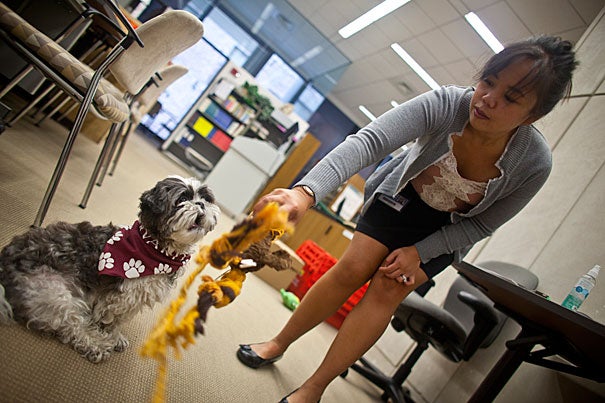 “Harvard can be a very fast-paced and stressful environment,” said Loise Francisco, a senior research fellow at Harvard Medical School and the owner of Cooper, a 4-year-old Shih Tzu and registered therapy dog who can be checked out from the Countway Library of Medicine.