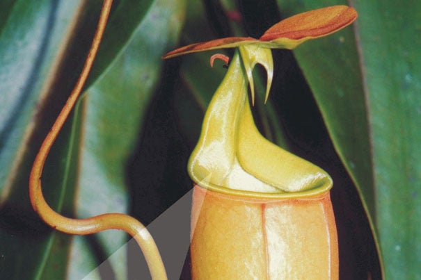 The pitcher plant takes a fundamentally different approach. Instead of using burrlike, air-filled nanostructures to repel water, the plant locks in a water layer, creating a slick coating on the top. In short, the fluid itself becomes the repellent surface.
