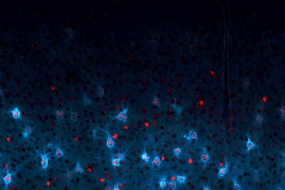Parvalbumin cells (blue) and one of the genes (red) that regulate their maturation in the cerebral cortex of a mouse. The connections made to and from these cells control critical periods of brain development and are vulnerable to mental illness. The Conte Center aims to map the wiring diagram, imprinted gene network, and functional maturation of these pivotal neurons using state-of-the-art microscopy and bioinformatics approaches.