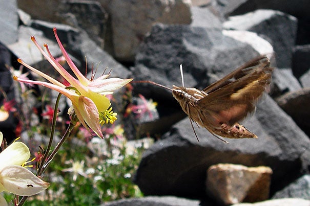 Columbine pollinators include bees, which prefer short, curled spurs; hummingbirds, which enjoy short, straight spurs; and hawkmoths (shown here), which can dig into long, slender spurs. 