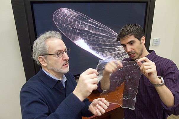 Postdoctoral fellow Javier Fernandez (right) and Don Ingber, director at the Wyss Institute, have created a new material made from discarded shrimp shells and proteins derived from silk called “shrilk.” It is thin, clear, flexible, and hard as aluminum at half the weight. Shrilk not only will degrade in a landfill, but its basic components are used as fertilizer, and so will enrich the soil.
