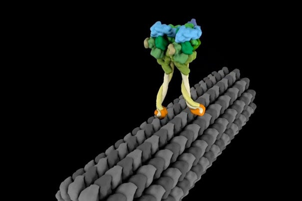 To understand how molecular motors work, some researchers are creating animations. Here, each “leg” of a molecular motor called dynein moves as it progresses along a cellular structure called a microtubule. New data suggest that dynein’s walk is even stranger than the one modeled. View its movement in action (below).
