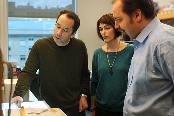 “This compound could inspire novel therapeutic approaches to a variety of autoimmune disorders,” said Harvard School of Dental Medicine Professor Malcolm Whitman (from left), the senior author on the new study. Also pictured are Tracy Keller, the first author on the paper and an instructor in Whitman’s lab, and Ralph Mazitschek, an assistant professor of radiology at Harvard Medical School.