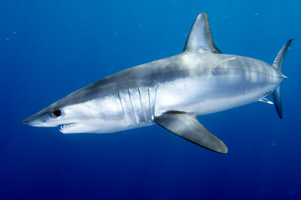 A swimsuit like shark skin? Not so fast — Harvard Gazette
