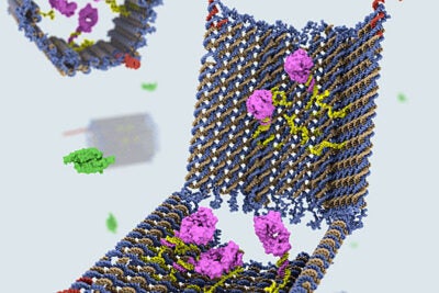 The nanosized robot was created in the form of an open barrel whose two halves are connected by a hinge. The DNA barrel, which acts as a container, is held shut by special DNA latches that can recognize and seek out combinations of cell-surface proteins, including disease markers. This image was created by Campbell Strong, Shawn Douglas, and Gaël McGill using Molecular Maya and cadnano.