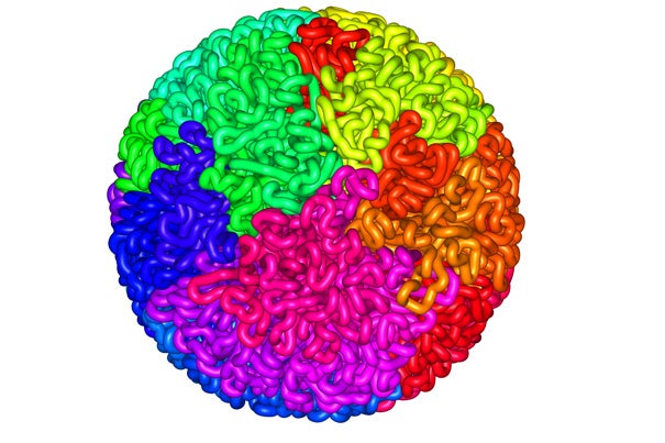 A 3-D image that shows how DNA packs itself tightly into a structure known as a “fractal globule.” The structure is unique in that the genome is completely unknotted, meaning, that “despite how densely it’s packed, you can pull on it, easily get to the region you want to transcribe, read it off, and put it back when you’re done,” explained Erez Lieberman Aiden.