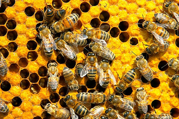 “The significance of bees to agriculture cannot be underestimated,” says Alex Lu, associate professor of environmental exposure biology. “And it apparently doesn’t take much of the pesticide to affect the bees. Our experiment included pesticide amounts below what is normally present in the environment.”