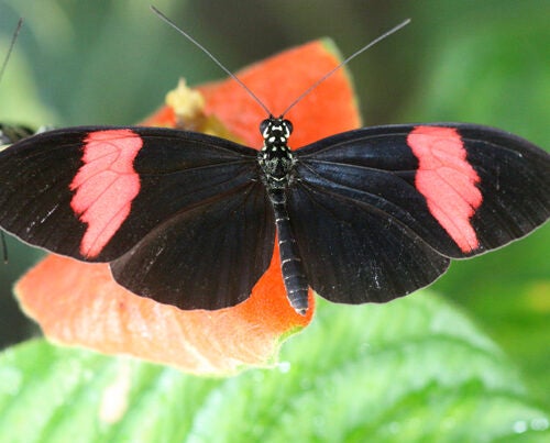 An international group of researchers examined the genome of the Postman butterfly (above), a well-known species that lives in the Peruvian Amazon, and then used that data as a guide to look at two other closely related butterfly species. They discovered that the species look similar because they share the parts of their DNA that deal with color patterns.